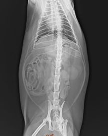 PET Medical X Ray Chẩn đoán hình ảnh minh bạch Phim cơ sở trắng 25 × 30 cm